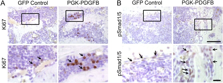 Fig. S9.