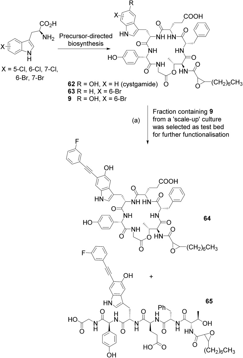 Scheme 6