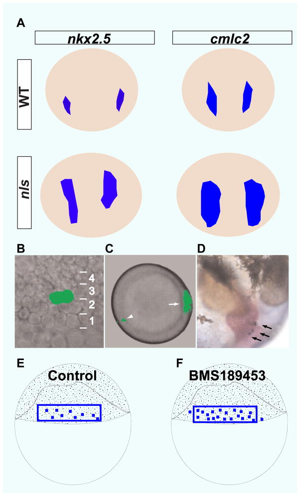 Fig 1