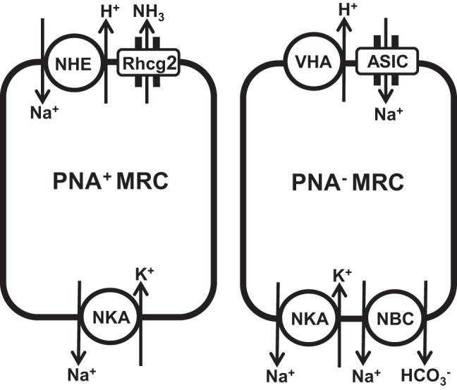 Fig. 8.