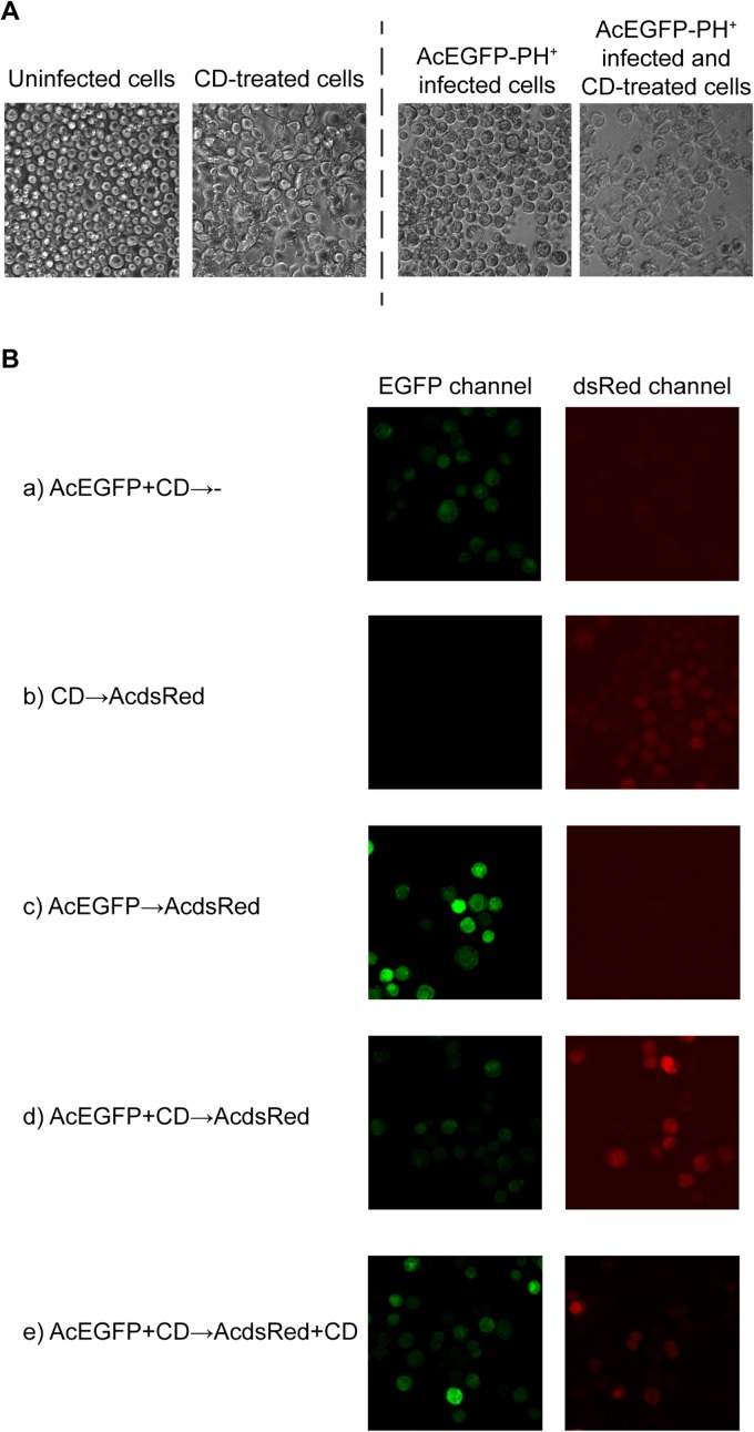 FIG 6