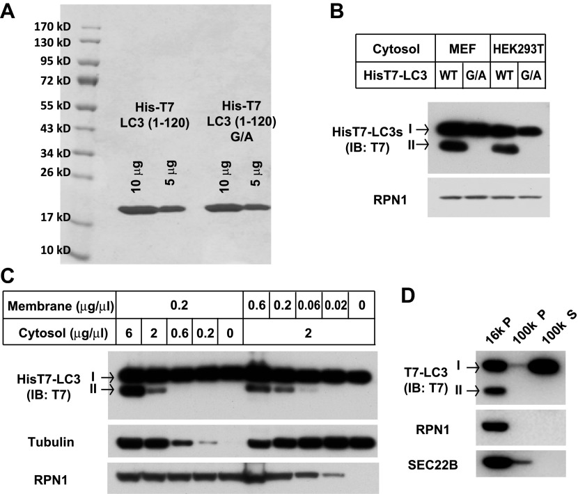 Figure 3—figure supplement 1.