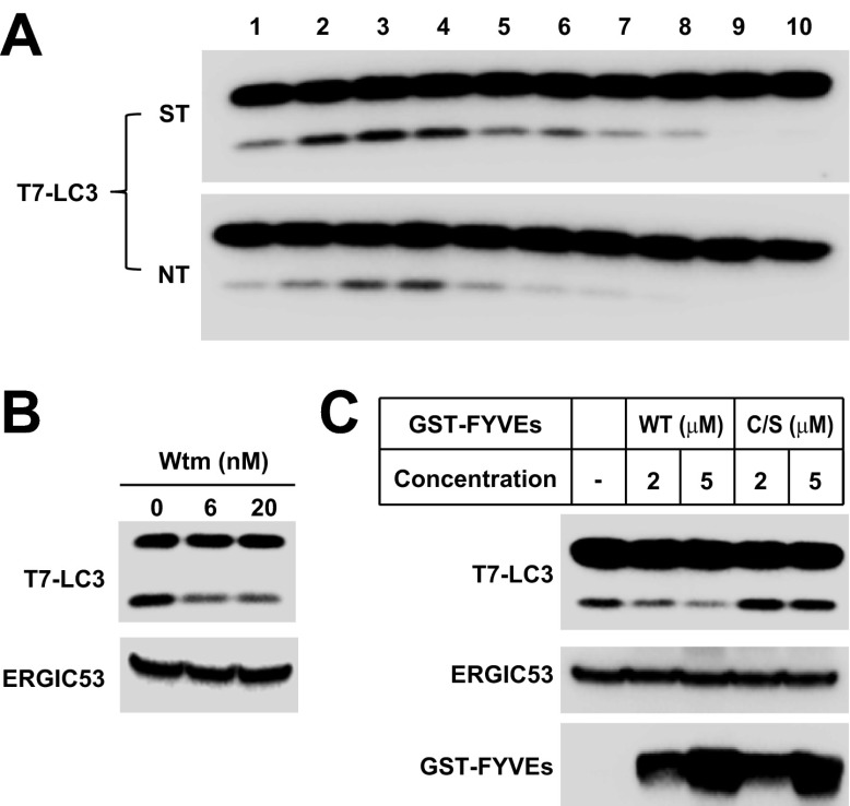 Figure 7—figure supplement 2.