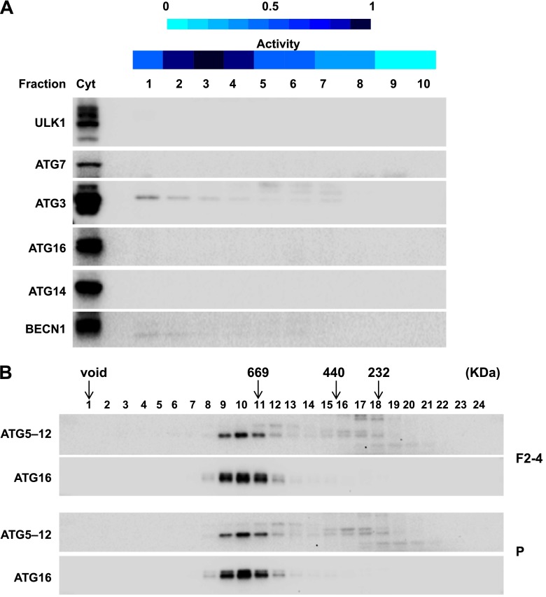 Figure 7—figure supplement 1.