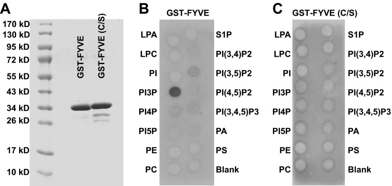 Figure 2—figure supplement 2.