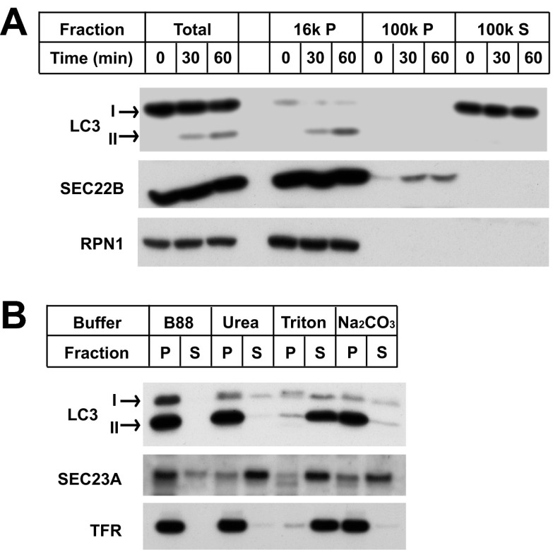 Figure 1—figure supplement 1.