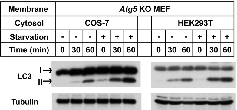 Figure 2—figure supplement 1.