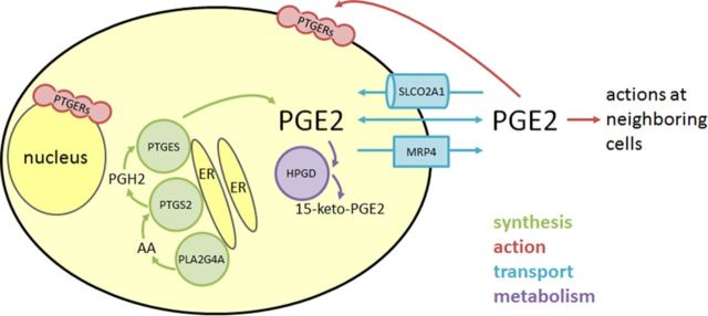 Figure 4