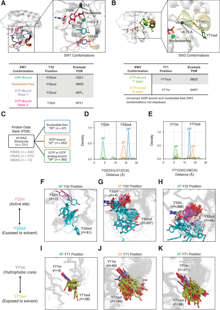 Figure 1. Broad structural classification of RAS structures. Previous conformational schemes based on the spatial position of, Y32 in SW1 (A) and Y71 in SW2 (B). C, Separation of available RAS structures in the Protein Data Bank by nucleotide states 0P (nucleotide-free), 2P (GDP-bound), and 3P (GTP or GTP analogue-bound). Distribution of distances by nucleotide state between the hydroxyl (OH) atom of residue Y32 and alpha carbon (CA) atom of residue G12 (D) and the OH atom of residue Y71 and CA atom of residue V9 (E); vertical dividing lines in plots indicate distance cutoffs for “in” versus “out” positions of Y32 (D) and Y71 (E), respectively. Structures classified Y32in (pink) and Y32out (cyan) within 0P (F), 2P (G), and 3P nucleotide states (H). Structures classified Y71in (purple) and Y71out (olive) within, 0P (I), 2P (J), and 3P nucleotide states (K).