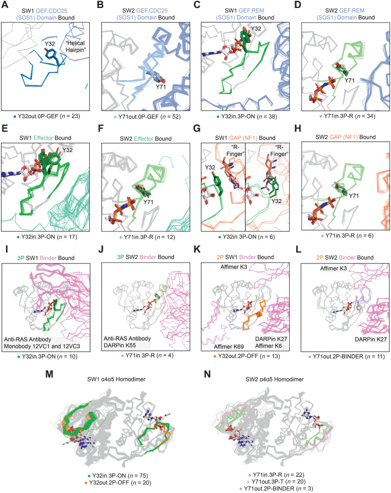 Figure 3. SW1 and SW2 conformations associated with bound proteins. SW1 and SW2 conformations bound to the GEF.CDC25 (catalytic) domain of SOS (A and B), the GEF.REM (allosteric) domain of SOS1 (C and D), effectors (E and F), the GAP NF1 (G and H), 3P targeting designed protein “binders” (I and J), 2P targeting binders (K and L). M and N, structures forming the α4α5 homodimer. A, the “helical hairpin” of SOS1 opening SW1 of RAS. G, Comparison of the catalytic “arginine (R) finger” position for the GAP NF1 with Y32 within 4.5 Å of the GTP γ-phosphate (left) and ∼2 Å further away from the γ-phosphate (right, PDB: identical to the transition state stabilized in 1WQ1).