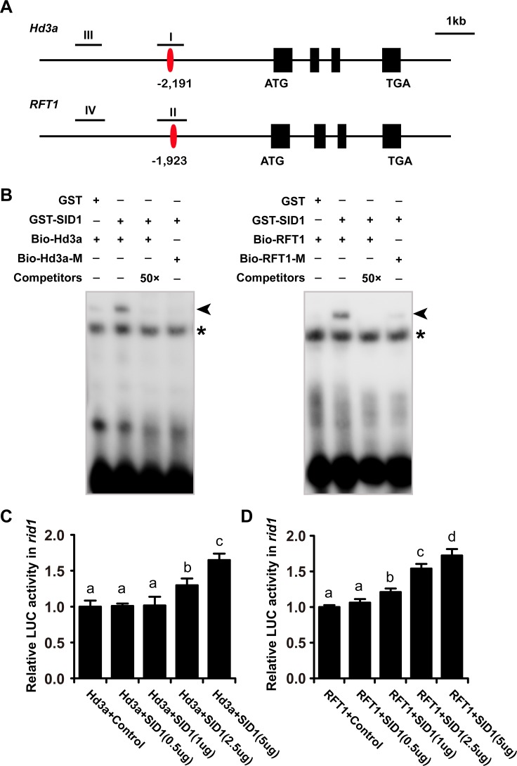 Fig 7