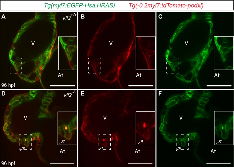 Figure 3—figure supplement 2.