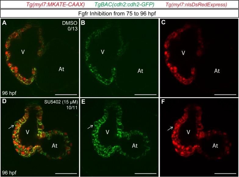 Figure 6—figure supplement 5.