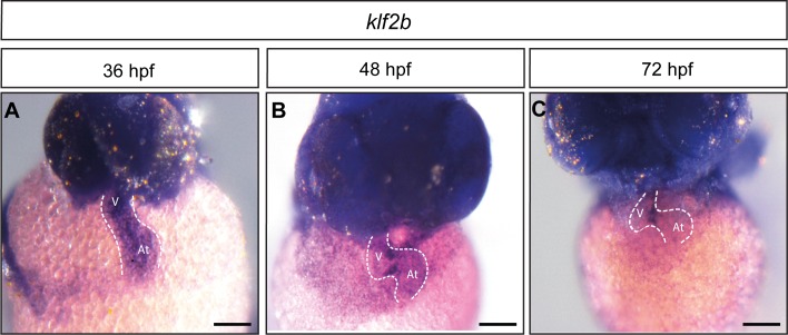 Figure 5—figure supplement 1.