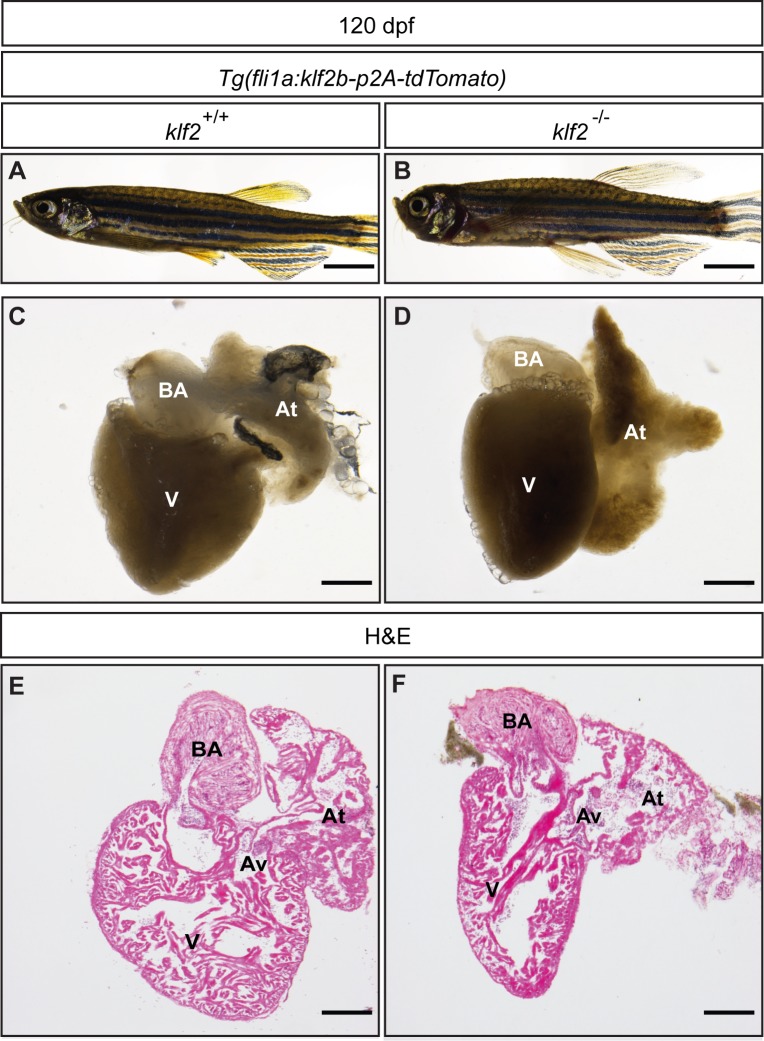 Figure 5—figure supplement 4.