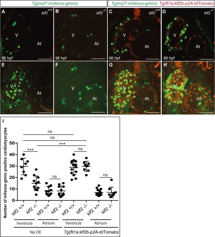 Figure 5—figure supplement 2.