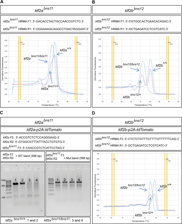 Figure 1—figure supplement 1.