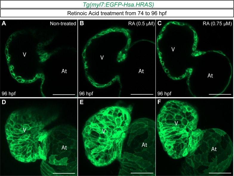 Figure 6—figure supplement 1.