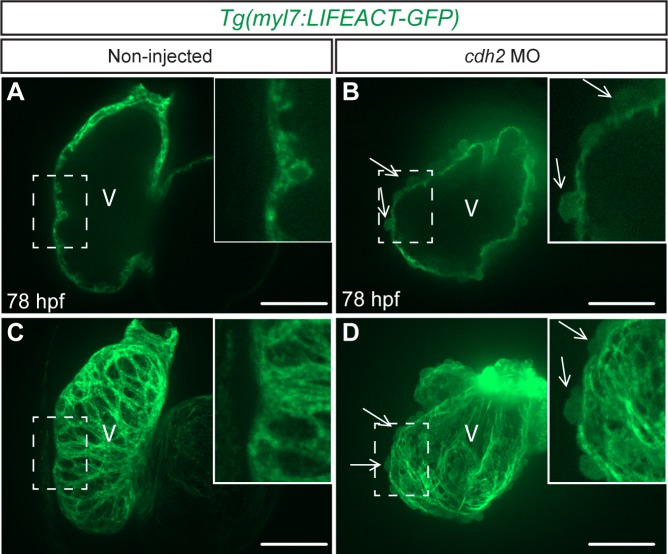 Figure 3—figure supplement 1.