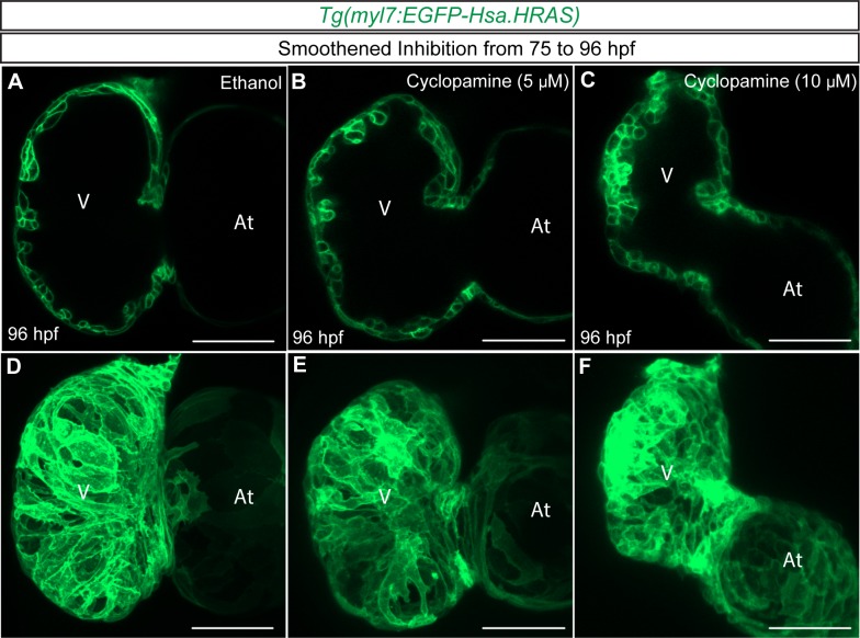 Figure 6—figure supplement 3.