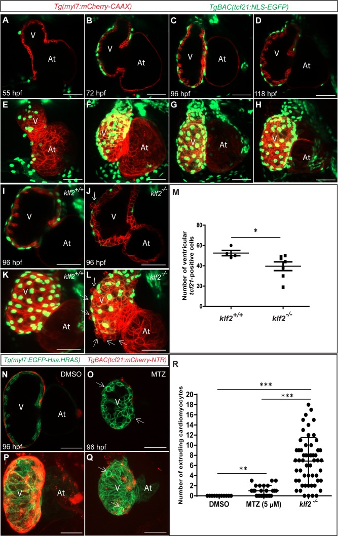 Figure 3—figure supplement 4.