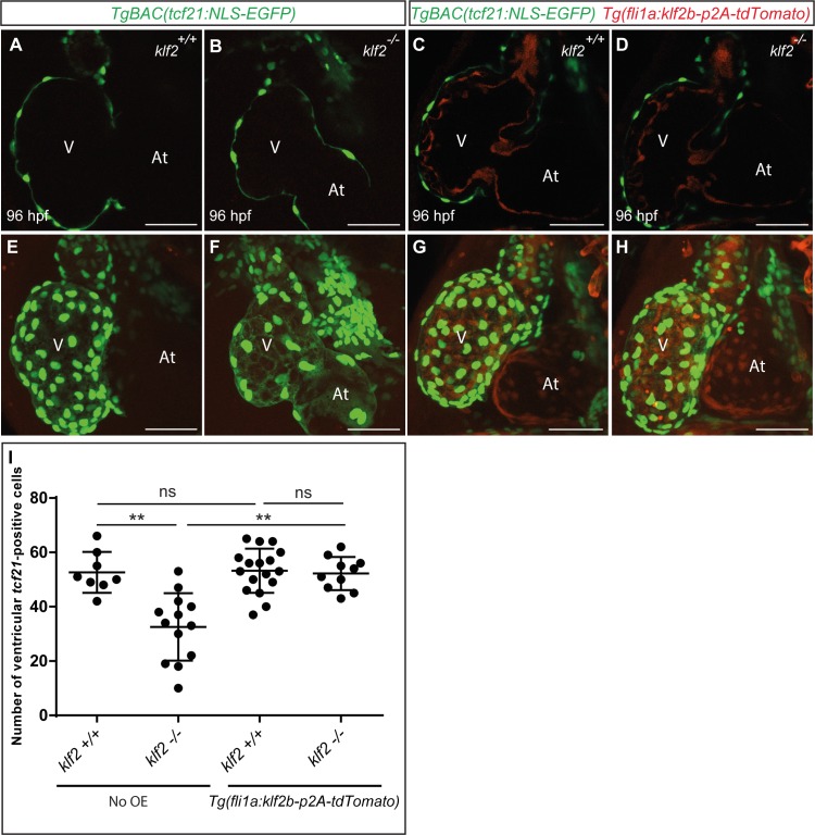 Figure 5—figure supplement 3.