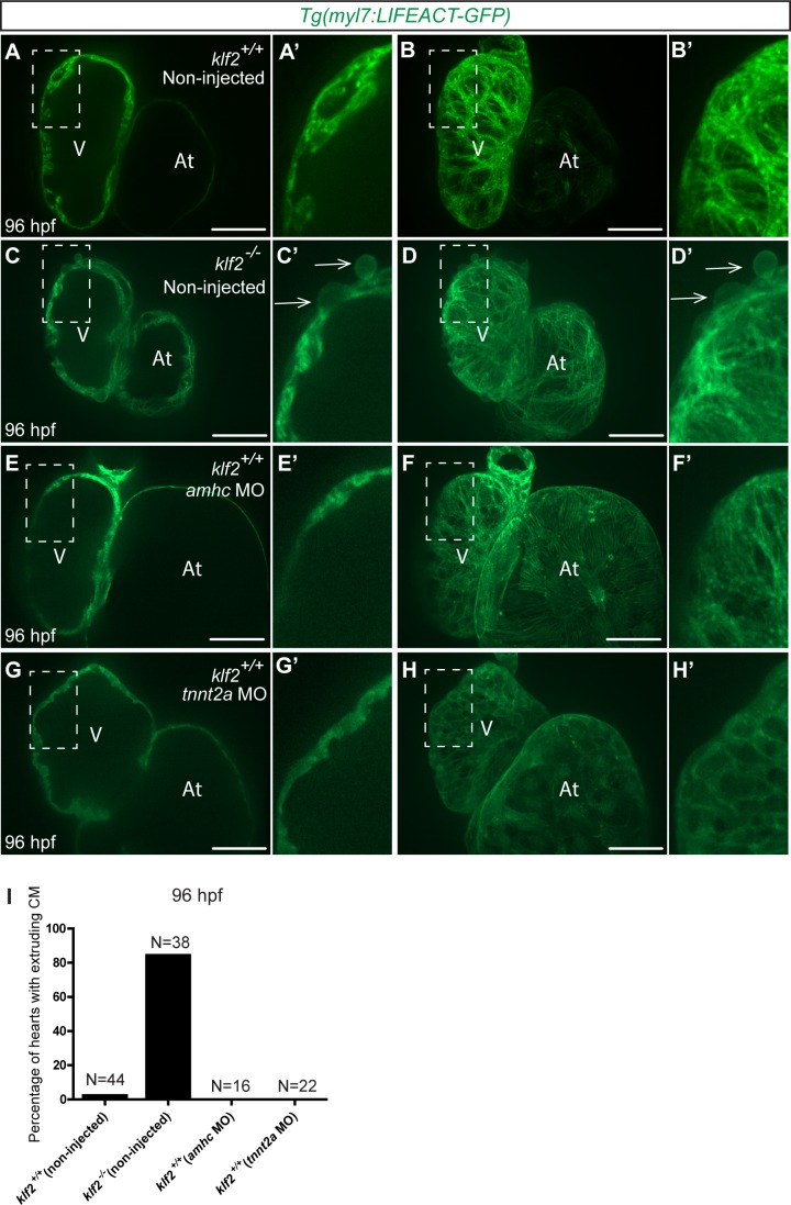 Figure 2—figure supplement 1.