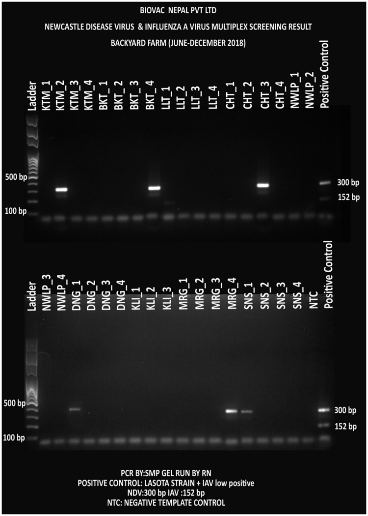 Fig 12