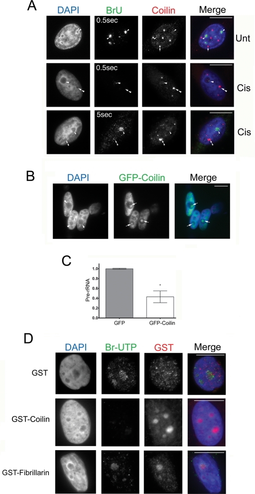 FIGURE 3: