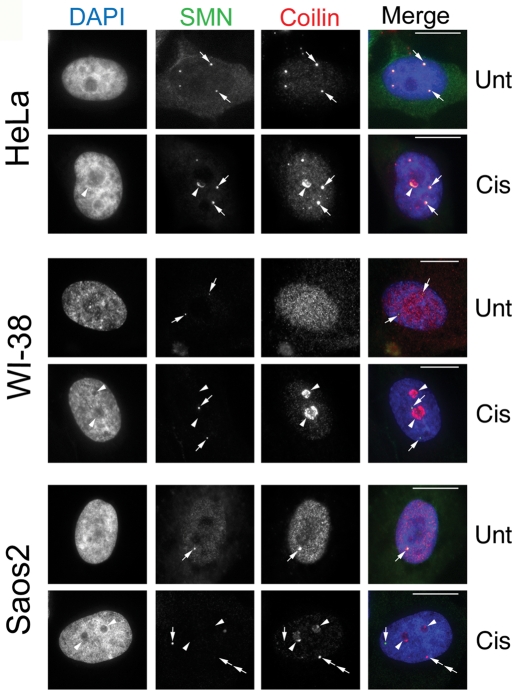 FIGURE 1: