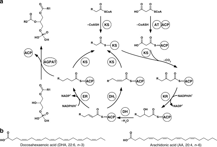 Fig. 1