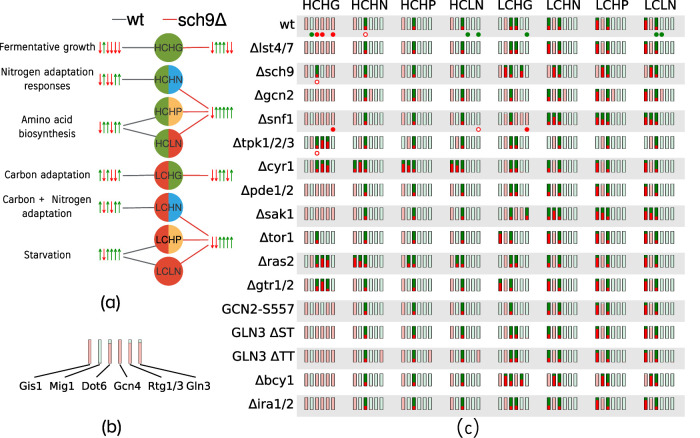 FIGURE 4: