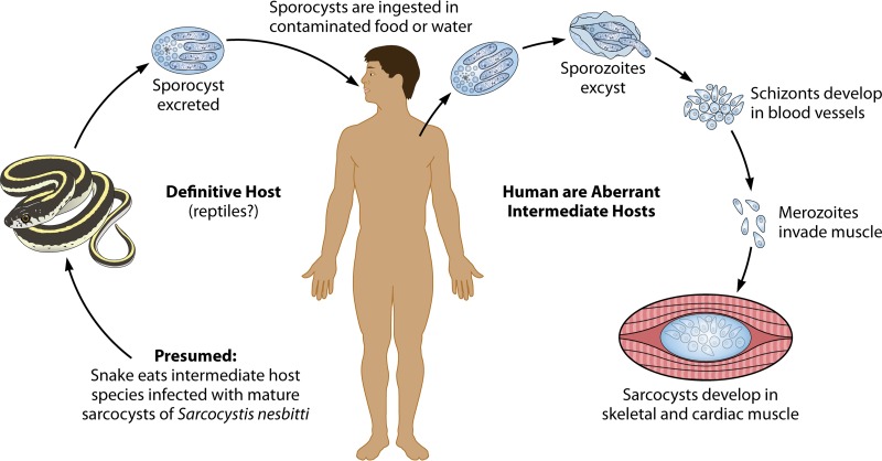 FIG 2