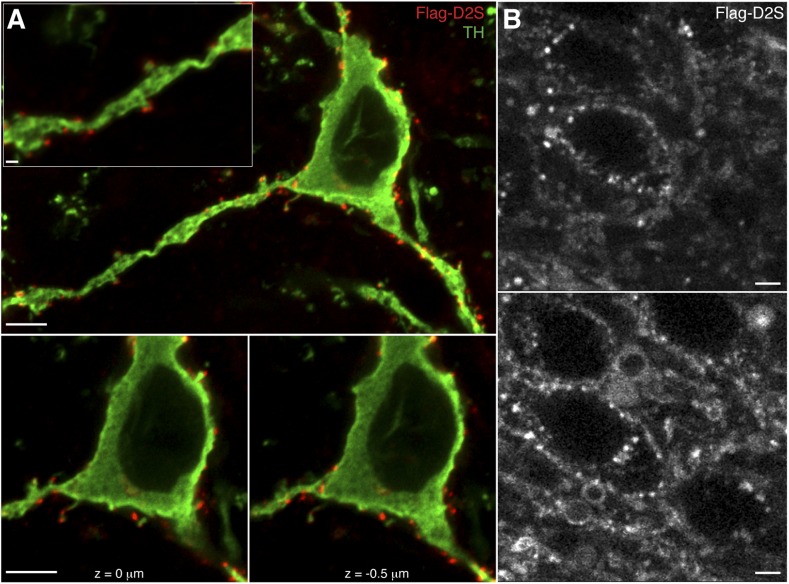 Figure 4—figure supplement 2.