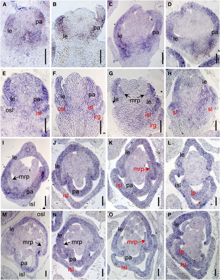 Figure 7.