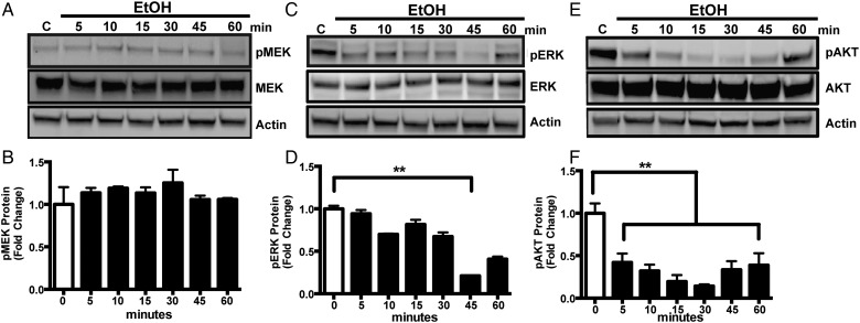 Fig. 1.