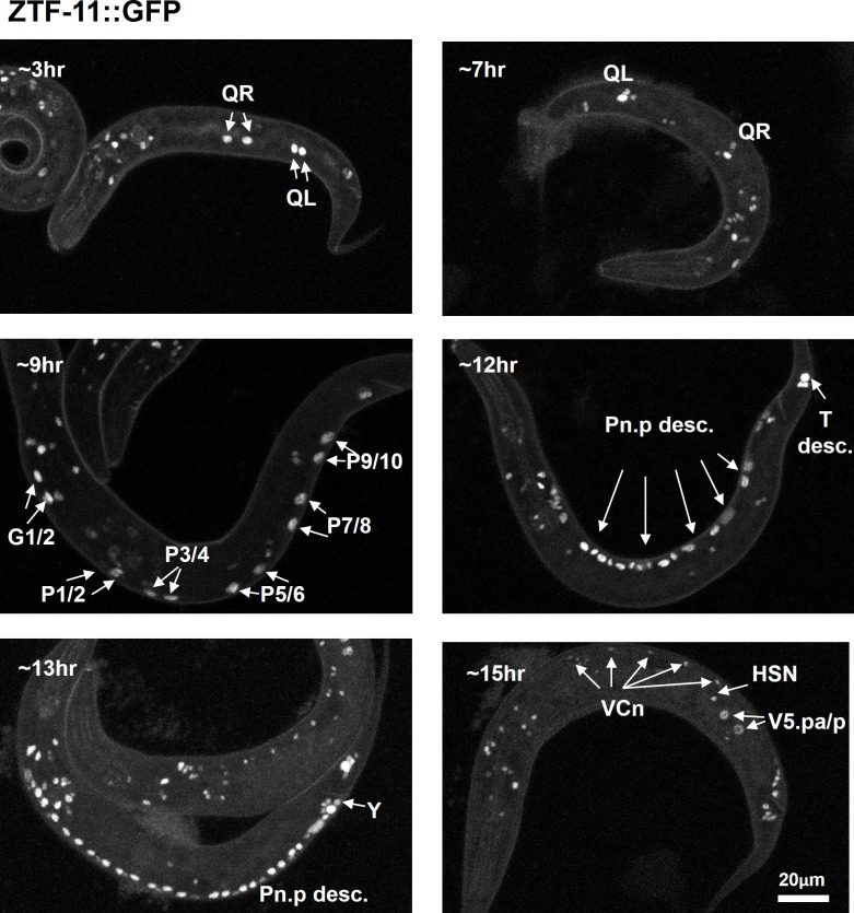 Figure 1—figure supplement 2.