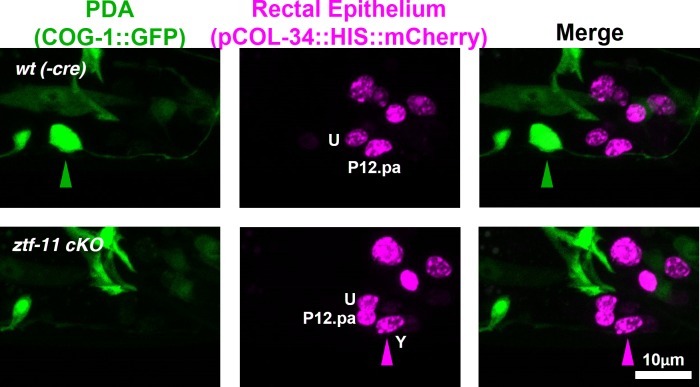 Figure 3—figure supplement 1.