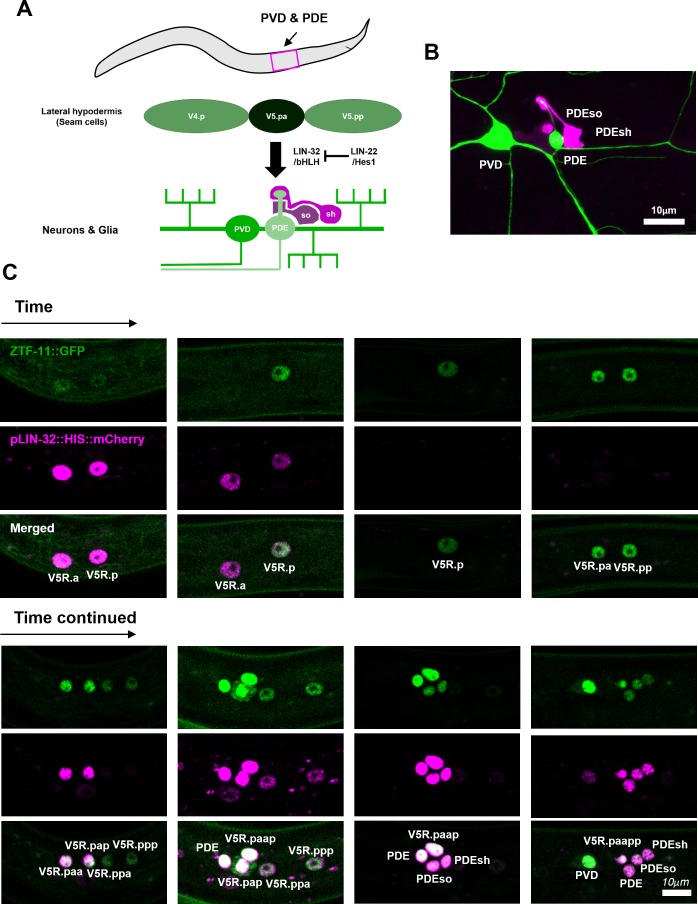 Figure 4—figure supplement 1.