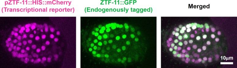 Figure 2—figure supplement 1.