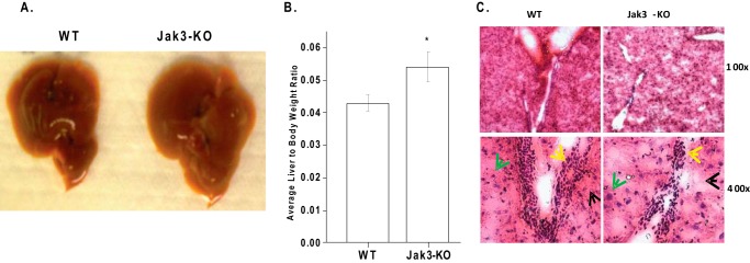 FIGURE 3.