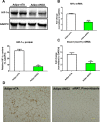Figure 2—figure supplement 1.