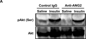 Figure 7—figure supplement 1.