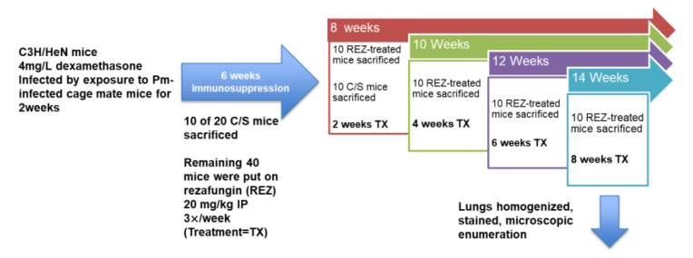 Scheme 2