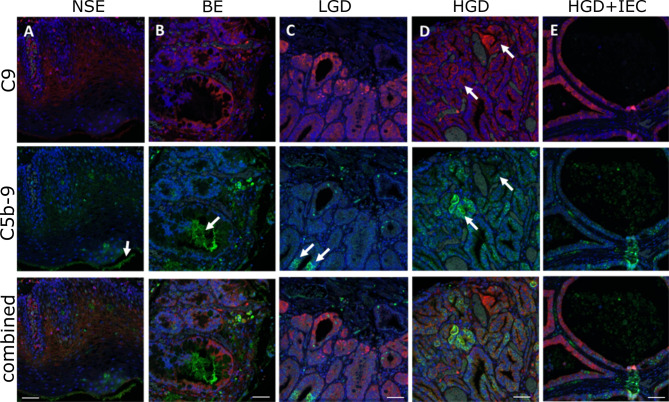 Figure 2