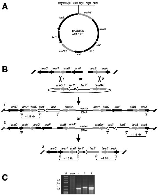 FIG. 1.