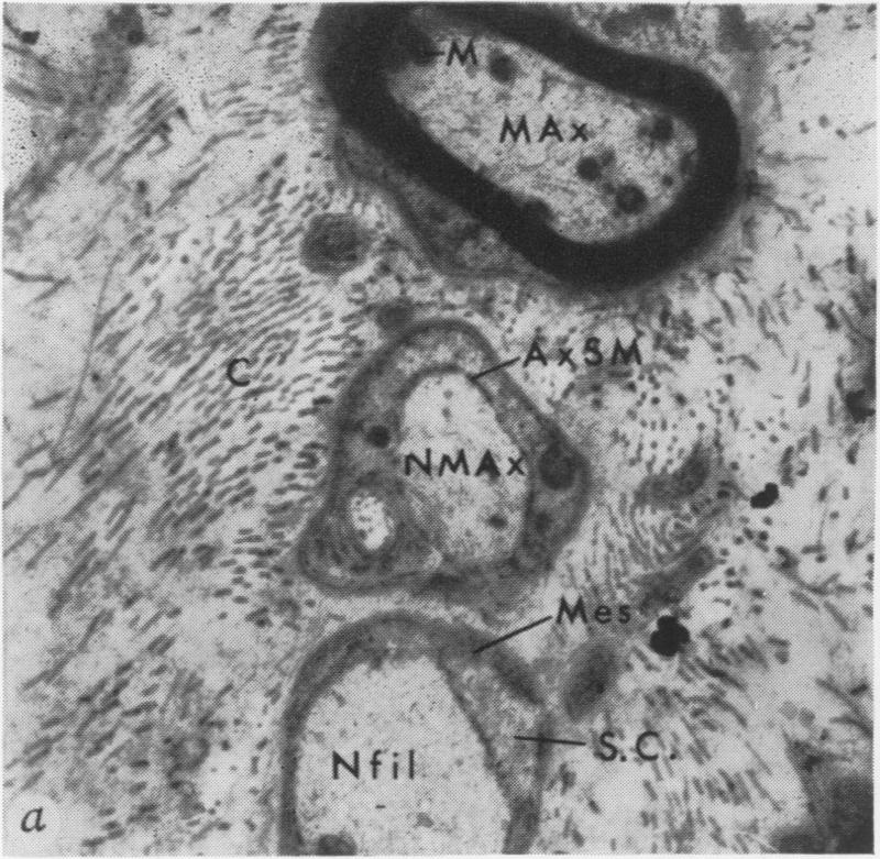 Fig. 4a.