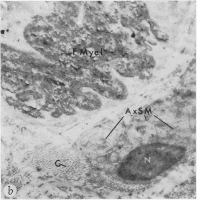 Fig. 4b.