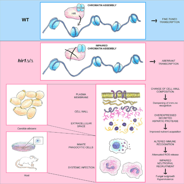 graphic file with name nihms-1726839-f0001.jpg