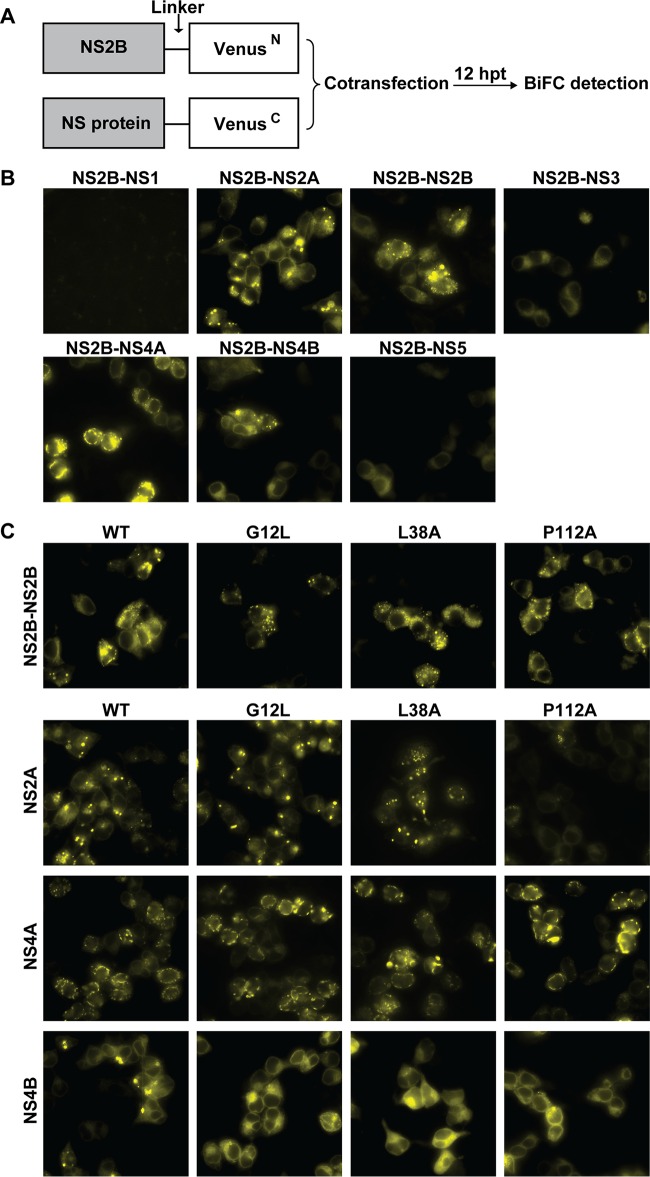 FIG 6